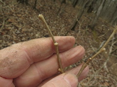 Dirca decipiens