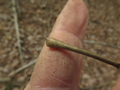 Dirca decipiens