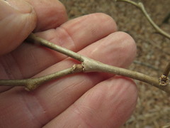 Dirca decipiens