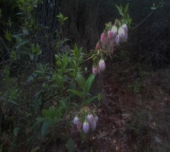Vaccinium tenellum