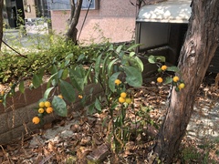 Solanum diphyllum