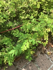 Phyllanthus tenellus