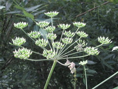 Heracleum sphondylium sphondylium