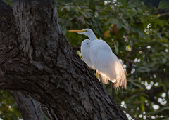 Ardea alba