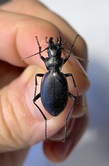 Carabus kokujewi