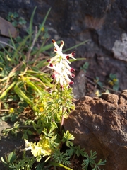 Fumaria flabellata