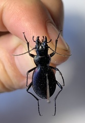 Carabus kokujewi