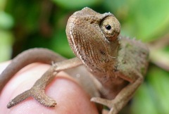 Bradypodion caeruleogula