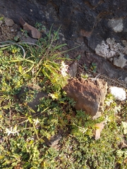 Fumaria flabellata