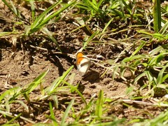 Colotis euippe omphale