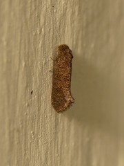 Lepidoptera