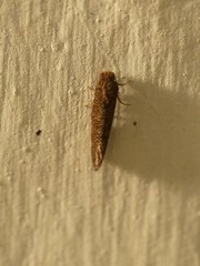 Lepidoptera