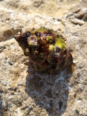 Stramonita haemastoma