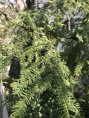 Taxus baccata