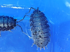 Porcellio debueni
