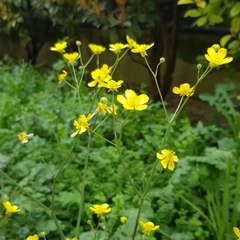 Ranunculus