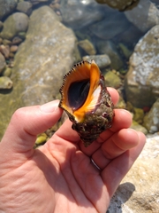 Stramonita haemastoma