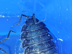 Porcellio debueni