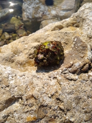 Stramonita haemastoma