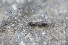 Chironomus crassicaudatus