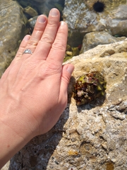 Stramonita haemastoma