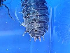Porcellio debueni