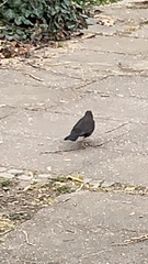 Turdus merula