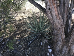 Nolina bigelovii