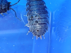 Porcellio debueni