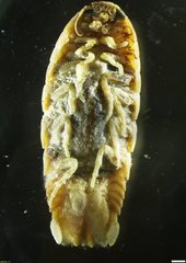 Aega tridens