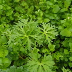 Geranium dissectum