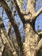 Platanus × hispanica