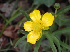 Ranunculus auricomus