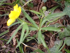 Ranunculus auricomus