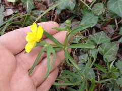 Ranunculus auricomus