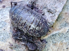 Porcellio debueni