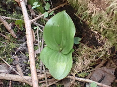 Neottia ovata