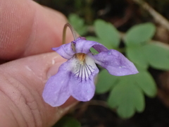 Viola