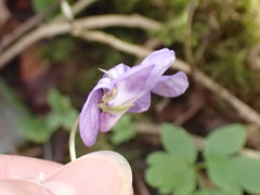 Viola