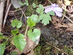 Viola
