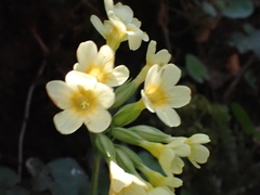 Primula elatior