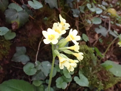 Primula elatior