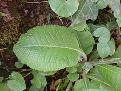 Primula elatior