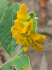 Crotalaria mitchellii