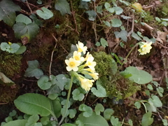 Primula elatior