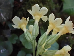 Primula elatior