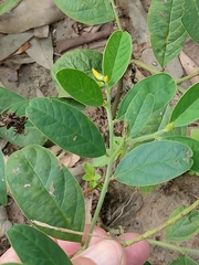 Crotalaria mitchellii
