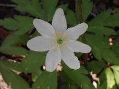 Anemonoides nemorosa