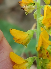 Crotalaria mitchellii