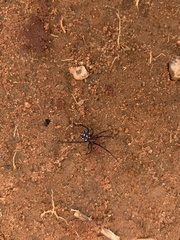 Latrodectus menavodi
